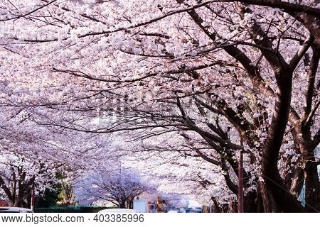 Magnificent tunnel of cherry blossoms over a city street traffic. Cherry blossoms in full bloom on a sunny day.
