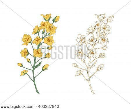 Colorful Yellow Canola Flower And Sketch Of Rapeseed. Two Floral Branches Of Rape Plants. Contoured 