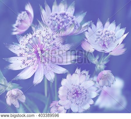 Flower Texture And Pattern. Extraordinary Background. Astrantia Major Flowers On Blue Background. Co