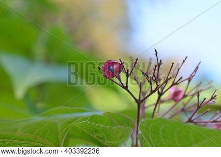 Harlequin Glorybower Fruit - Latin Name - Clerodendrum Trichotomum