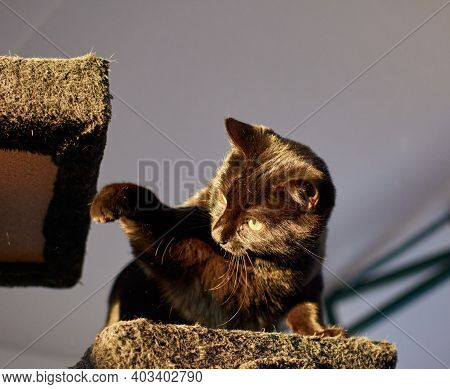 Black Cat On A Cat Tower Indoors With Sunlight