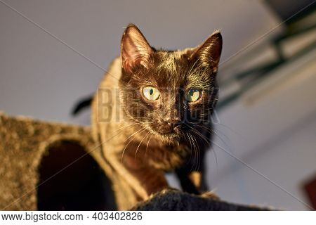 Black Cat On A Cat Tower Indoors With Sunlight
