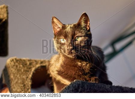 Black Cat On A Cat Tower Indoors With Sunlight