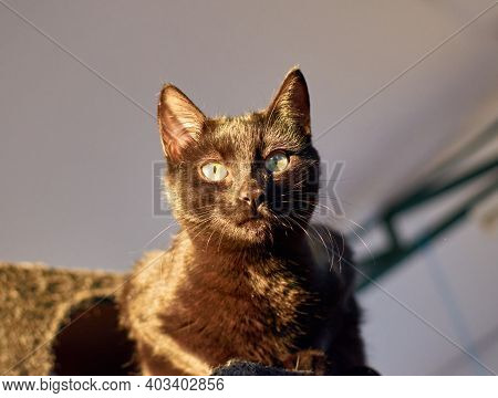 Black Cat On A Cat Tower Indoors With Sunlight