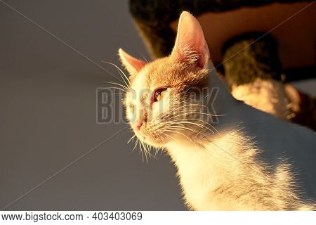 White And Ginger Small Cat Indoors With Sunlight