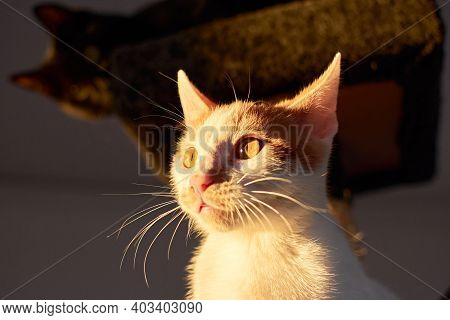 White And Ginger Small Cat Indoors With Sunlight
