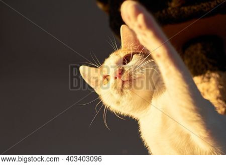 White And Ginger Small Cat Indoors With Sunlight