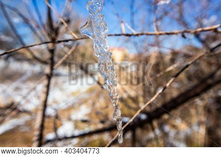 Iced Water Drops On Tree, Ifrane City, Morocco