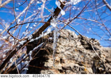 Iced Water Drops On Tree, Ifrane City, Morocco