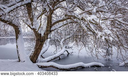 Sprawling Trunk Of A Tree Growing On The Shore Of A Lake, Covered With A Layer Of Snow Of White Unto