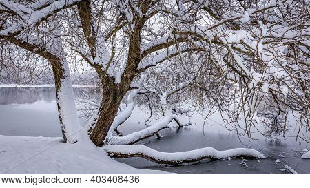 Sprawling Trunk Of A Tree Growing On The Shore Of A Lake, Covered With A Layer Of Snow Of White Unto