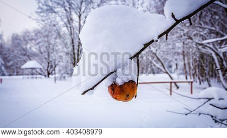 Rotten Red-orange Apple On A Branch In Winter Under A Layer Of Snow