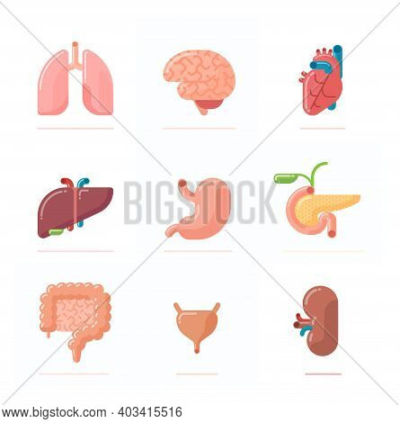 Flat Design Illustration Of Human Organs - Brain, Heart, Lungs, Liver, Stomach, Kidney, Intestine, U