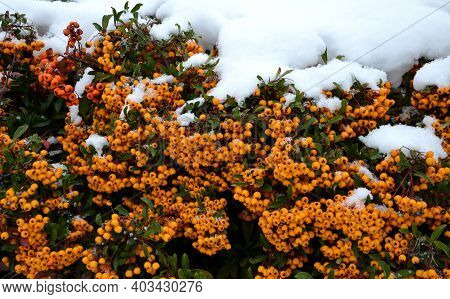 Is A Thorny, Evergreen Shrub Of Compact And Tidy Habit With Glossy, Oval, Dark Green Leaves. In Late