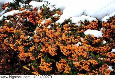 Is A Thorny, Evergreen Shrub Of Compact And Tidy Habit With Glossy, Oval, Dark Green Leaves. In Late