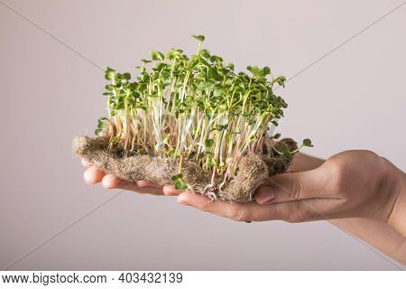 Microgreen Radish Sprouts In Female Hands. Raw Sprouts, Micro Greens, Seed Germination At Home. Vega
