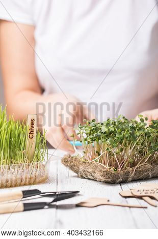 Microgreen Radish Sprouts In Female Hands. Raw Sprouts, Micro Greens, Seed Germination At Home. Vega