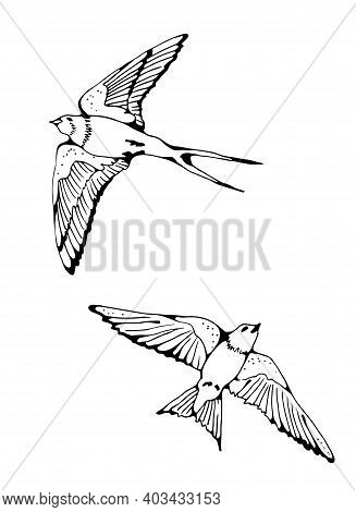Swallow and House Martin birds vector set, hand drawn collection
