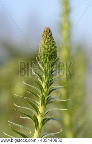 Pride Of Madeira - Latin Name - Echium Candicans (syn. Echium Fastuosum)
