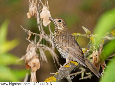 Song Thrush, Turdus Philomelos. The Bird Sits On An Old Branch