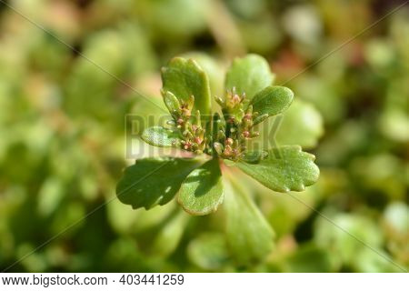 Aizoon Stonecrop - Latin Name - Sedum Aizoon (phedimus Aizoon)
