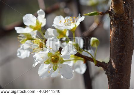 Ozark Premier Plum Flower- Latin Name - Prunus Salicina Ozark Premier