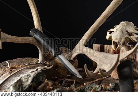 Hunting Knife On Deer Antlers. Deer Antlers And Beaver Skull. Hunting Composition.