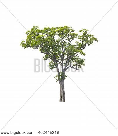 Dipterocarpus Intricatus Is A Perennial Plant In The Family Dipterocarpaceae The Trunk Is Split Into