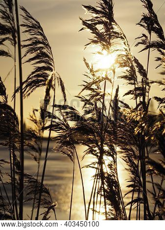 Common Reeds With Antique Colors, Towards Sunset