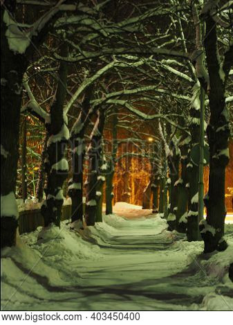 Narrow Linden Alley On A Snowy Winter Night