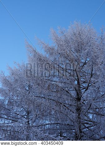 Leafless Snowy Larch During Winter Blue Hour