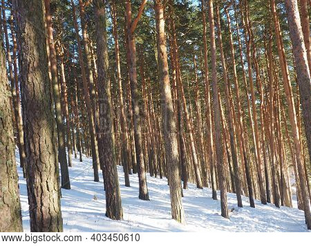 Snowy Pine Forest (pinus Sylvestris) During A Bright Winter Day