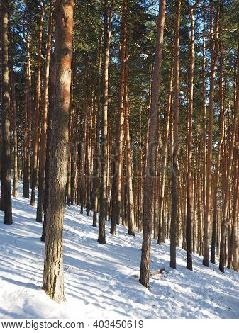 Snowy Pine Forest During A Bright Winter Day