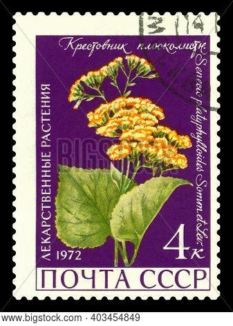 Stavropol, Russia - January  15. 2021: A Stamp Printed In Ussr Shows  Flat-leaved Groundwort, Medici