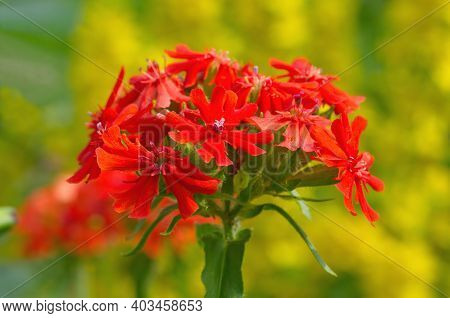 Flower Lychnis Chalcedonica In The Garden Close-up