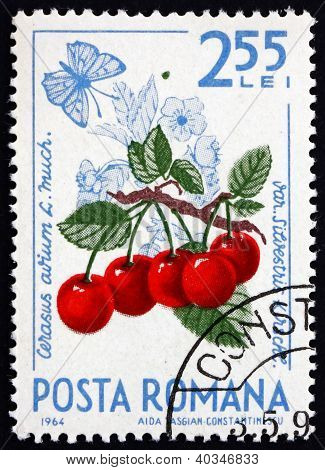 Briefmarke RumÃ¤nien 1964 Kirschen, Cerasus aurium