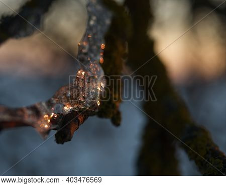 Ice Layer At A Tree While The Sun Reflects Into It In Thuringia