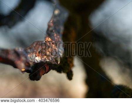 Ice Layer At A Tree While The Sun Reflects Into It In Thuringia
