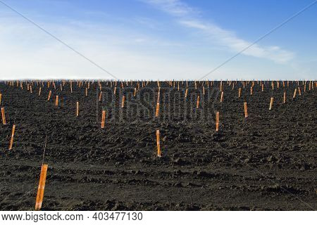 View Of A Black Field With Rows Of Small Seedlings Of Fruit Trees In Orange Rabbit-proof Bags. Garde