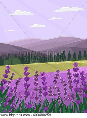 Provence Landscape With Lavender Field. Countryside Vector Illustration.
