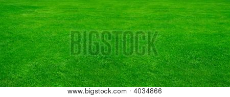 Field Of Grass