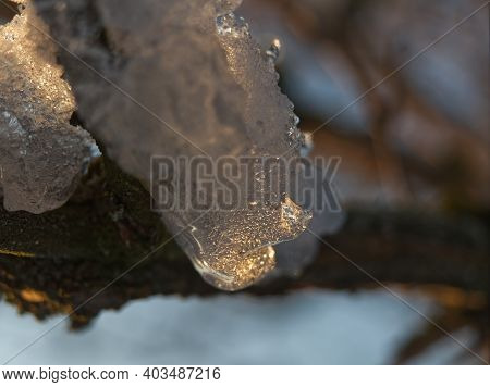 Ice Layer At A Tree While The Sun Reflects Into It In Thuringia