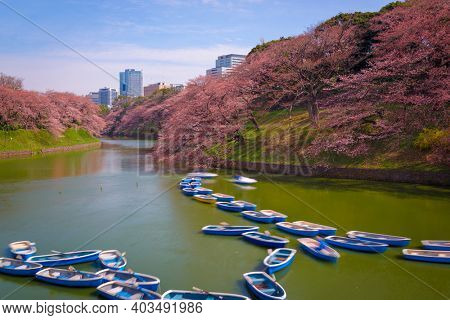 Tokyo, Japan at Chidorigafuchi Imperial Palace moat during the spring season.