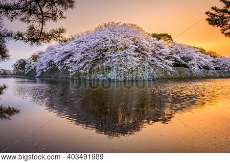 Hikone, Japan at the castle moat during spring season at dusk.