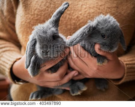 Woman Holding Little Gray Rabbits In Her Hands, Close Up