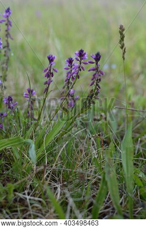 Blooming Tufted Milkwort, Polygala Comosa.tufted Milkwort (polygala Comosa)