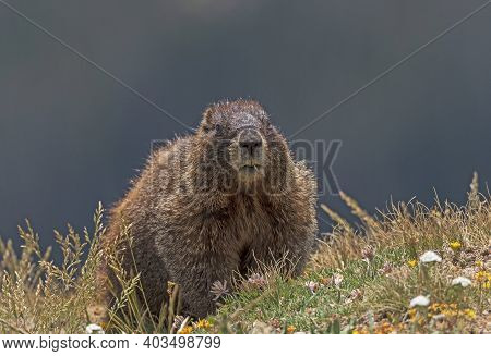 Yellow Bellied Marmot In The Alpine Tundra In Rocky Mountain National Park In Colordao
