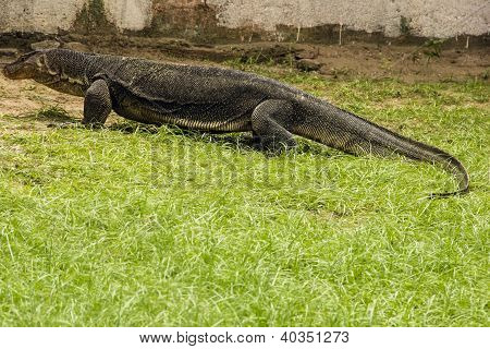 Su monitör (Varanus Salvator)
