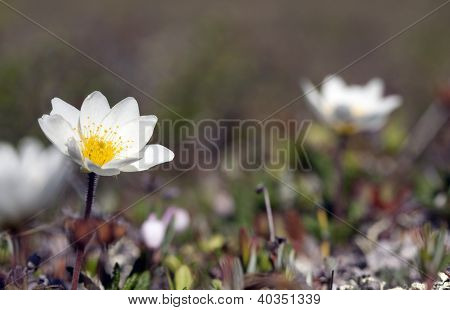 Dağ avens, Dryas octopetala Latin.lapland de,
