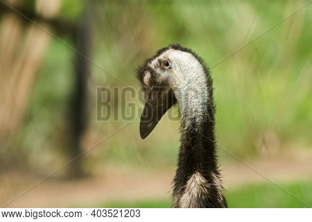 Ostrich's Head In The Ostrich Zoo, (struthio Camelus) Is The Largest Bird In The World. Has An Avera
